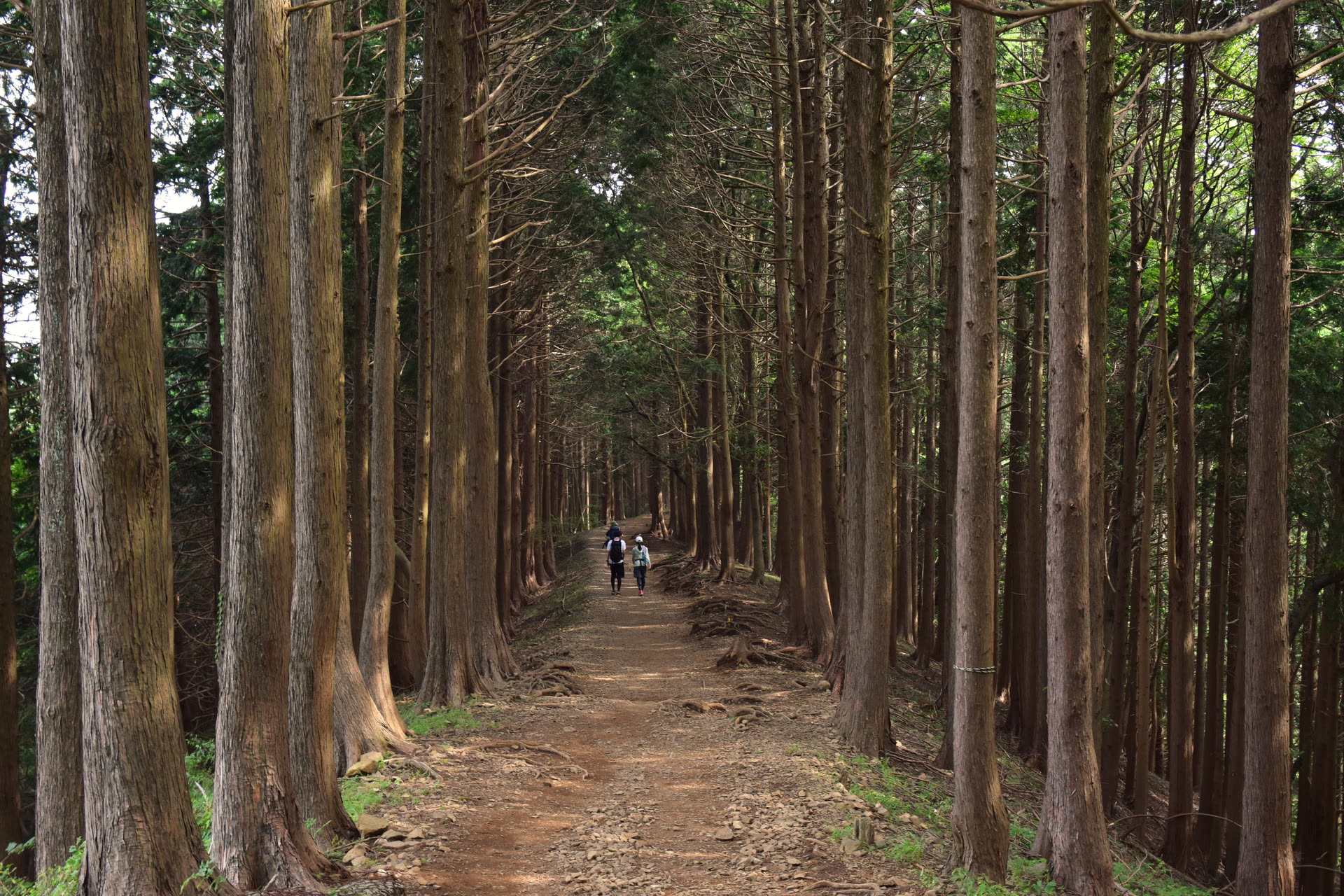 まっすぐ育つ杉の間を山道が通る、丹沢の健全な人工林（イメージ）